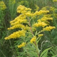 Nebraska State Flower - Goldenrod