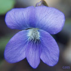 New Jersey State Flower - Violet