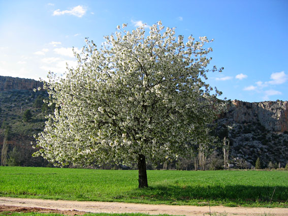 [cerezo_en_flor.jpg]