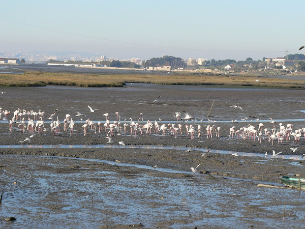 Flamingos em Palhais