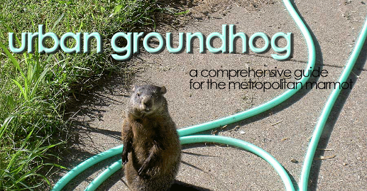 Urban Groundhog