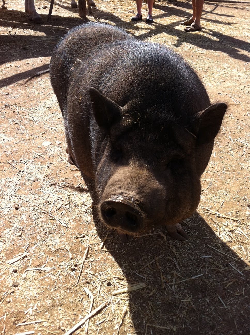 Very Fat Pig