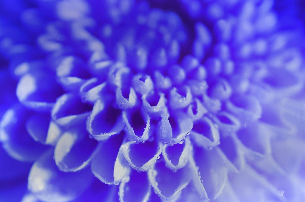 [blue-flower_1875_1280x800.jpg]