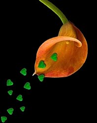 Sementes de Amor e Esperança * Seeds of Love and Hope