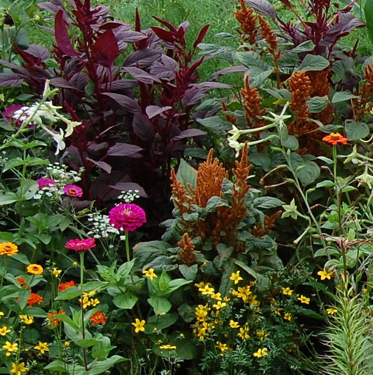 agastache mexicana sangria