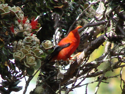 Iiwi Honeycreeper