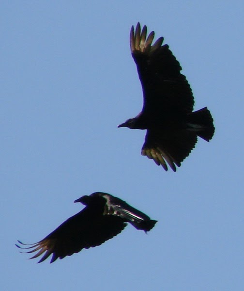 Tails of Birding The Newest Vulture in the Neighborhood