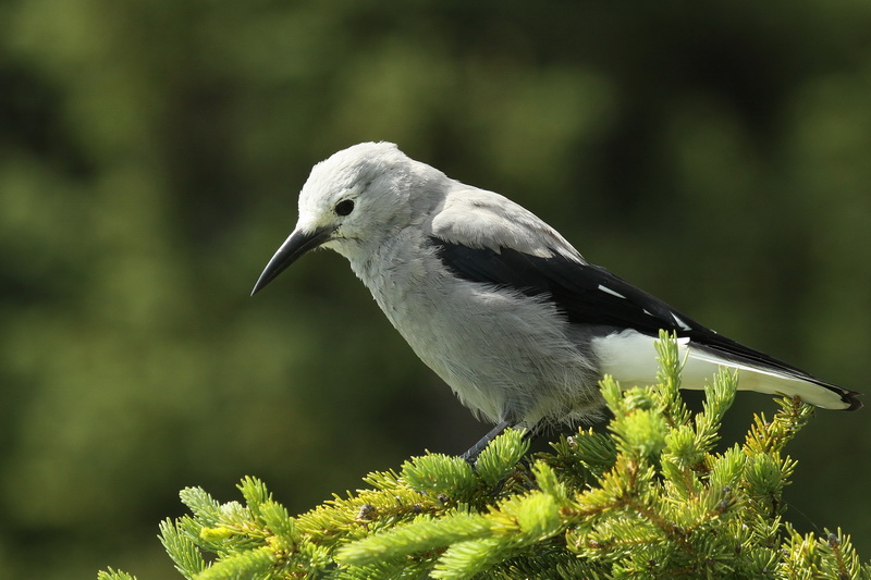 Tails of Birding Traveling the Canadian Rockies