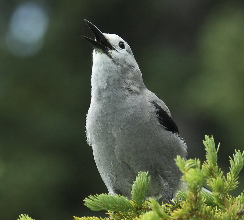 Tails of Birding Clark's Nutcracker