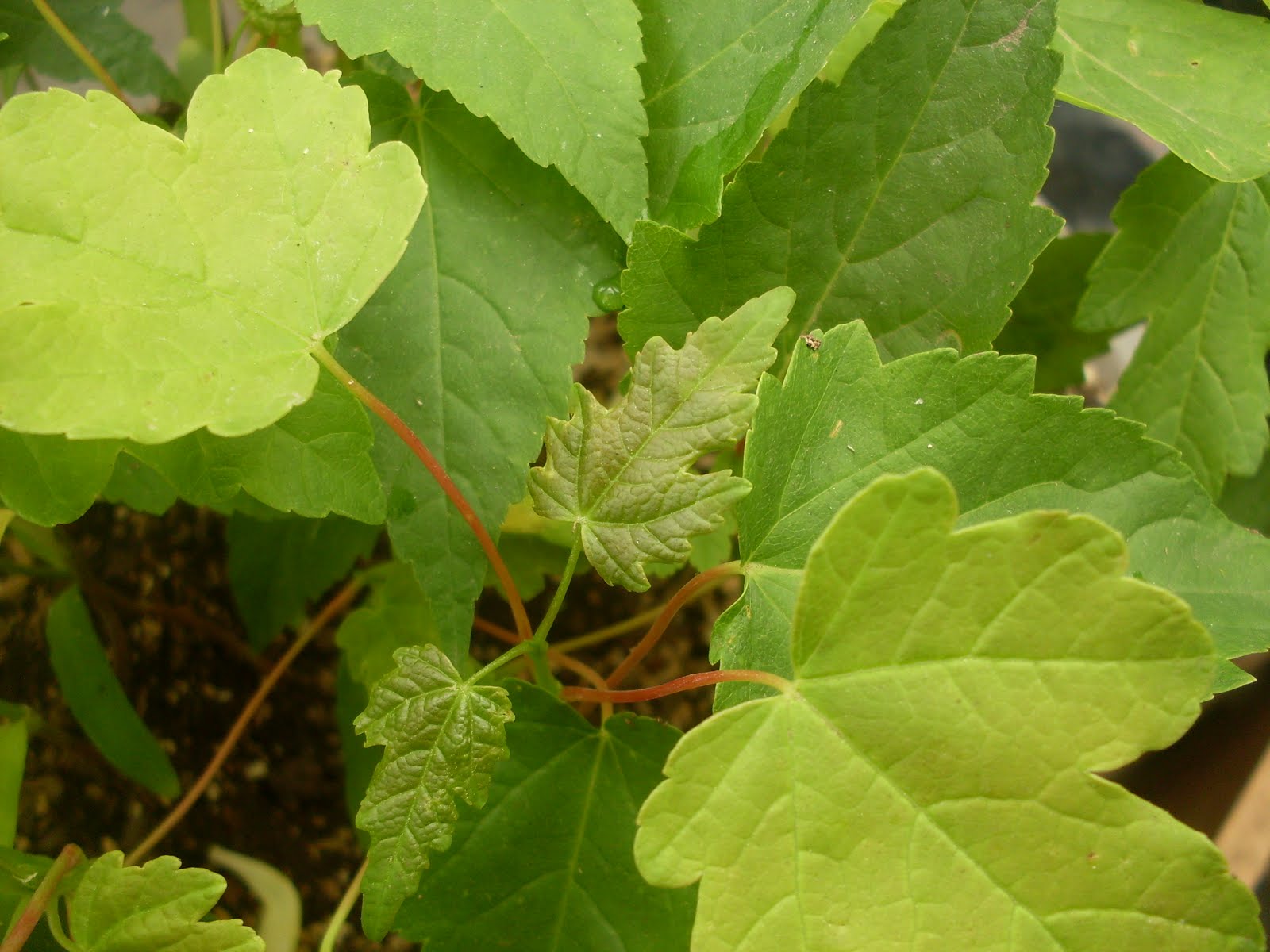 Desde el sur del mundo: Y seguimos con arces