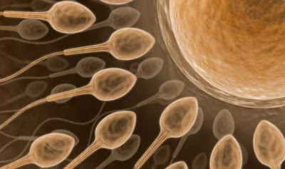கோடி உயிரில் ஒரு உயிர் - வித்தியாசமான புகைப்படம் Sperm+Cells+%284%29