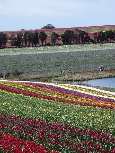 "துலிப் மலர் தோட்டம்" - தரையில் விரிக்கப்பட்ட அற்புதமான அழகுகள் Tulip+Fields+%286%29