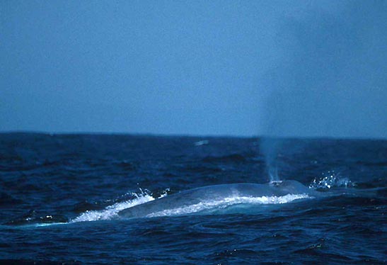 சிறந்த புகைப் படங்கள்.04 Blue+Whale+Photos+%2825%29
