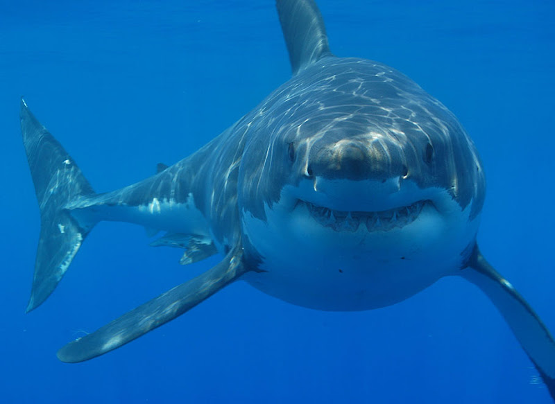 சிறந்த புகைப் படங்கள்.05 Dangerous+Shark+Photos+%2813%29