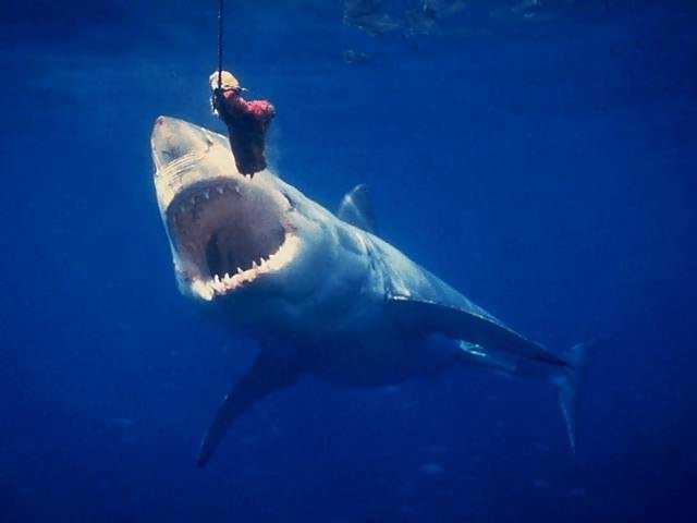 சிறந்த புகைப் படங்கள்.05 Dangerous+Shark+Photos+%2815%29