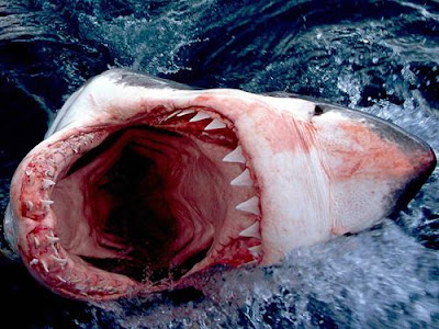 அசத்தலனான,வியக்கவைக்கும்,சிரிக்க வைக்கும் புகைப்படங்கள்!! Dangerous+Shark+Photos+%2823%29