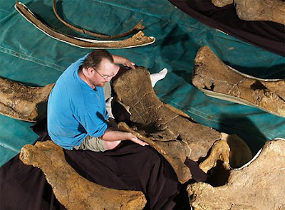 Species Of Dinosaurs