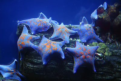 நட்சத்திர மீன் Star+Fish+Collection+%2829%29