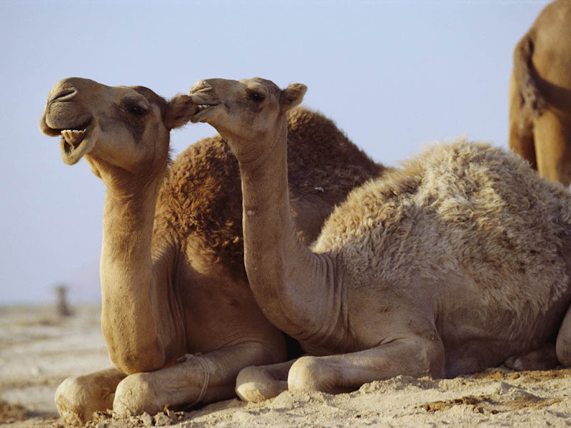 பாலைவனத்தில் சோலை Camels+%282%29