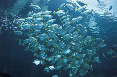 கடலின் அடியில் மீன்கள் நடத்தும் பொதுக்கூட்டம் - வித்தியாசமான கடல் உலக படங்கள் Group+of+Fishes+%282%29
