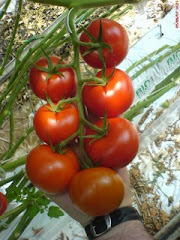 tomates grappes