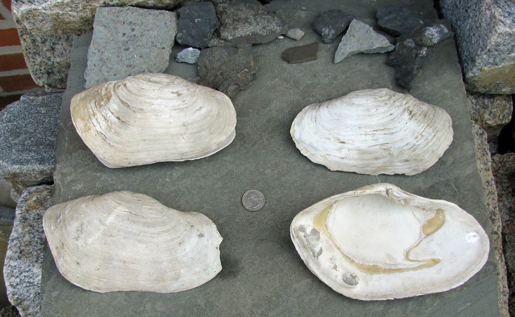 Views of the Mahantango Panopea