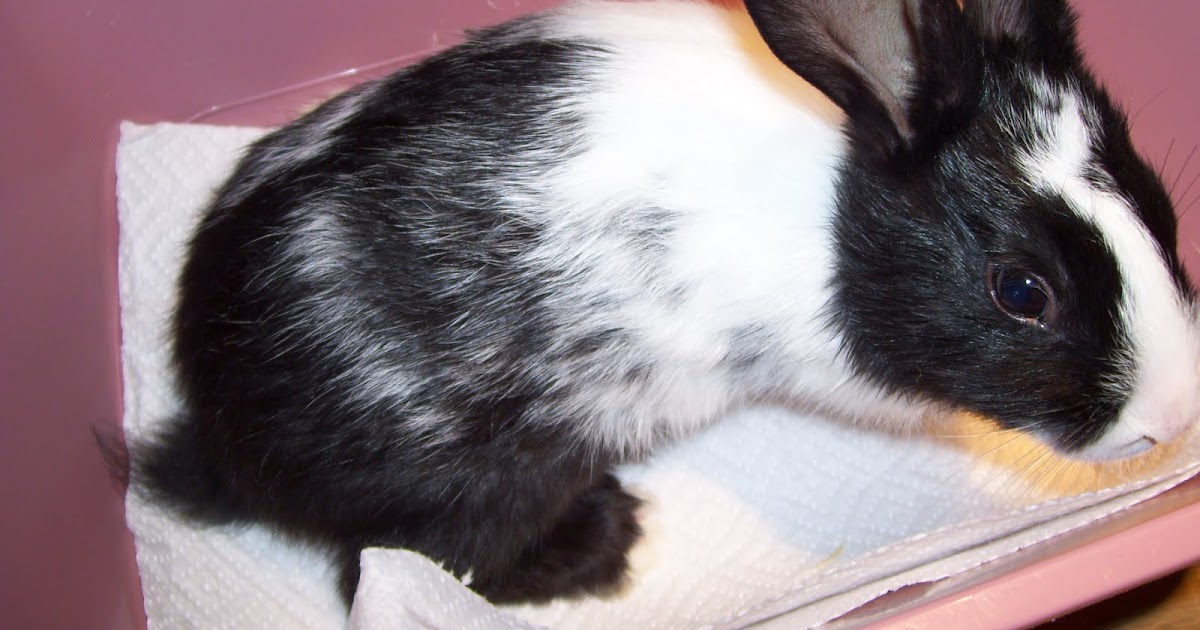 Blanc de Hotot Rabbits Blanc de Hotot Sport rabbit piebald marked