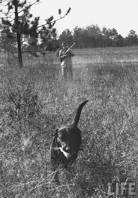 trip quail down south