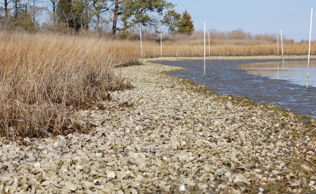 Massachusetts Oyster Project Personal Oyster Restoration Effort on the
