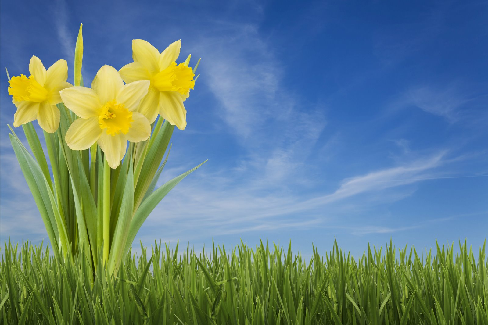 [daffodils_in_spring.jpg]