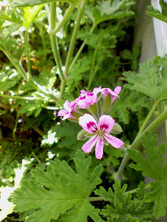 Moss 現代的自給自足 蚊よけのカレンソウの花