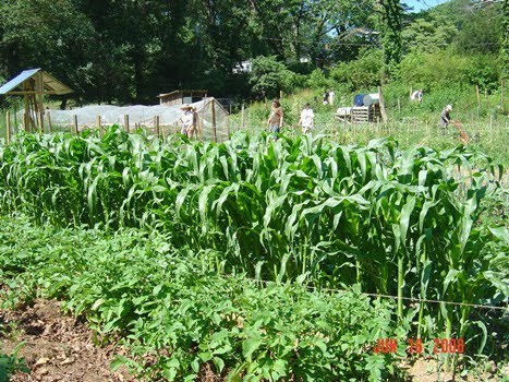 [black+mt+com+garden.jpg]