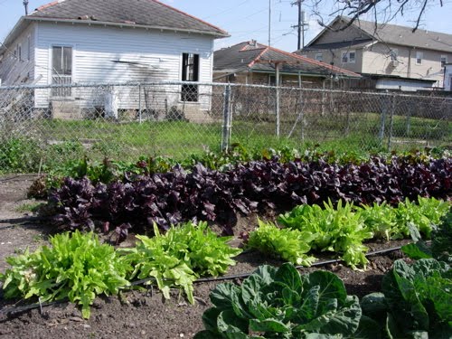 [nolacityfarms.urban_1.jpg]