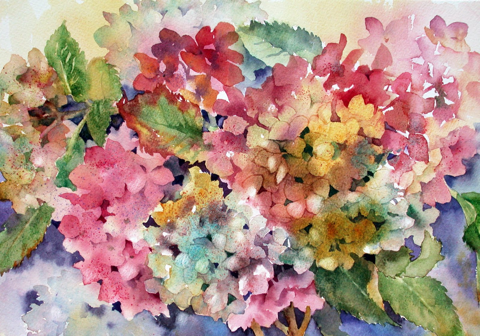 Rainbow Hydrangeas