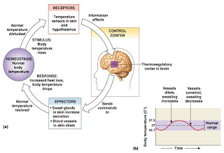 Bio 233: Chapter 1 Notes