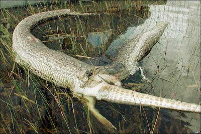 Alligator V Crocodile