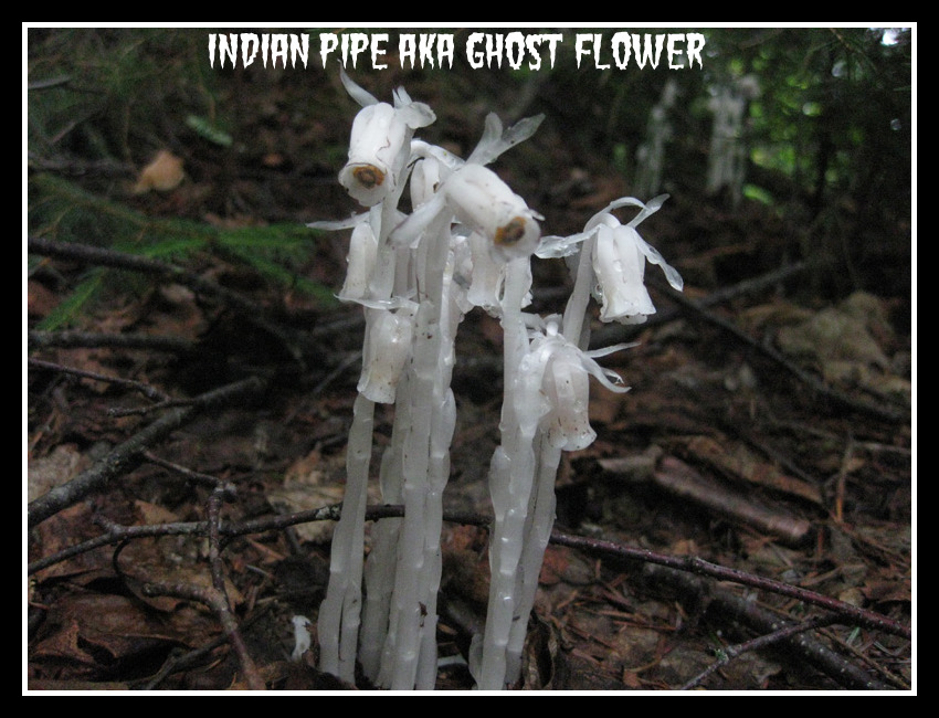 City Blossoms Scary and Creepy Flowers