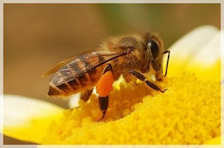 Sengatan lebah asid atau alkali