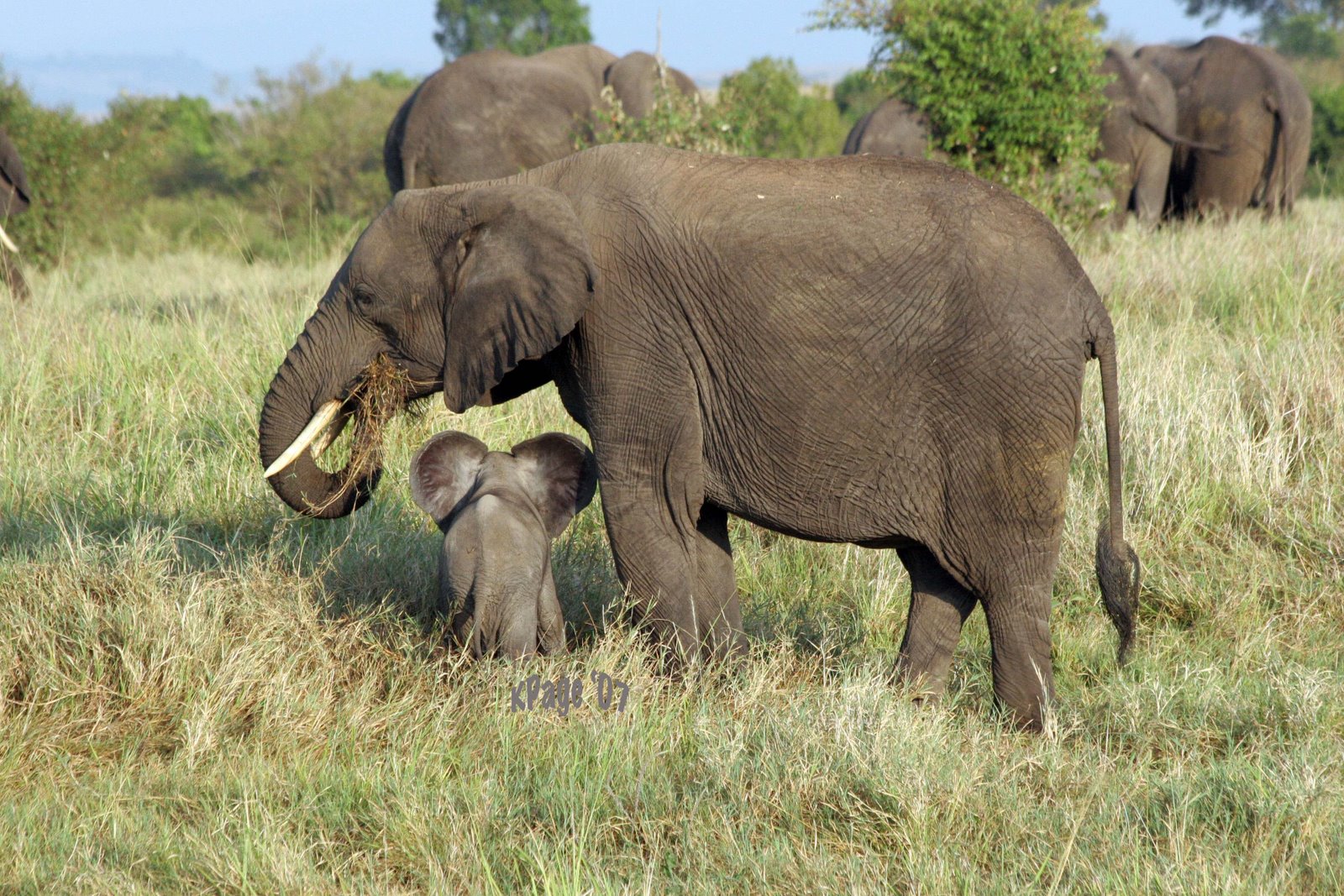 [elephants+copy.jpg]