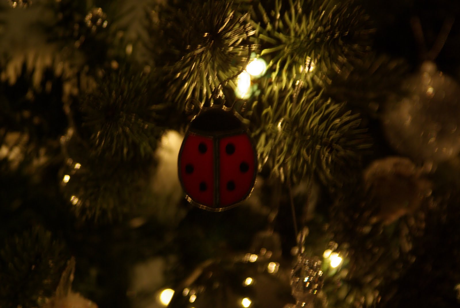 [Ladybug.JPG]