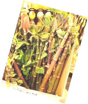 ぱおーねの店長日記 いたどり って