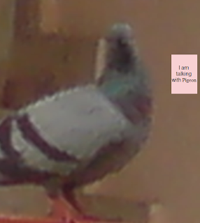 I am talking with Pigeon