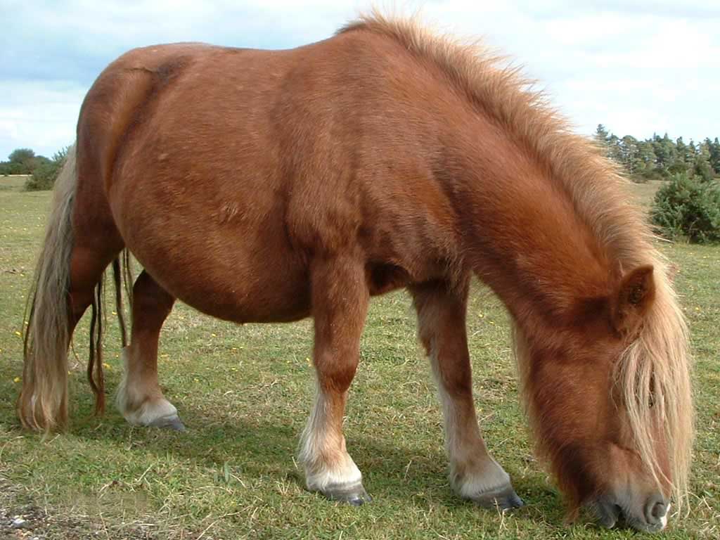 [shetland-pony.jpg]
