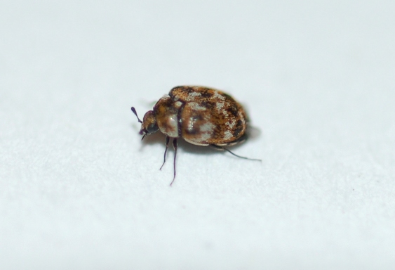 Kingdom Of Fife Varied Carpet Beetle