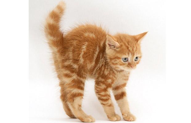 Nature S Answer Ginger Nature S Answer Ginger