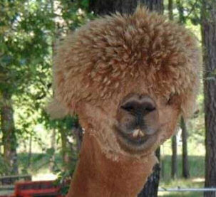 Bald Llama