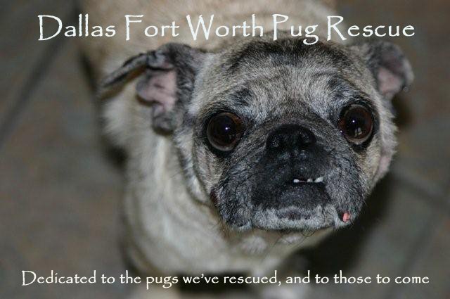 Dallas Fort Worth Pug Rescue