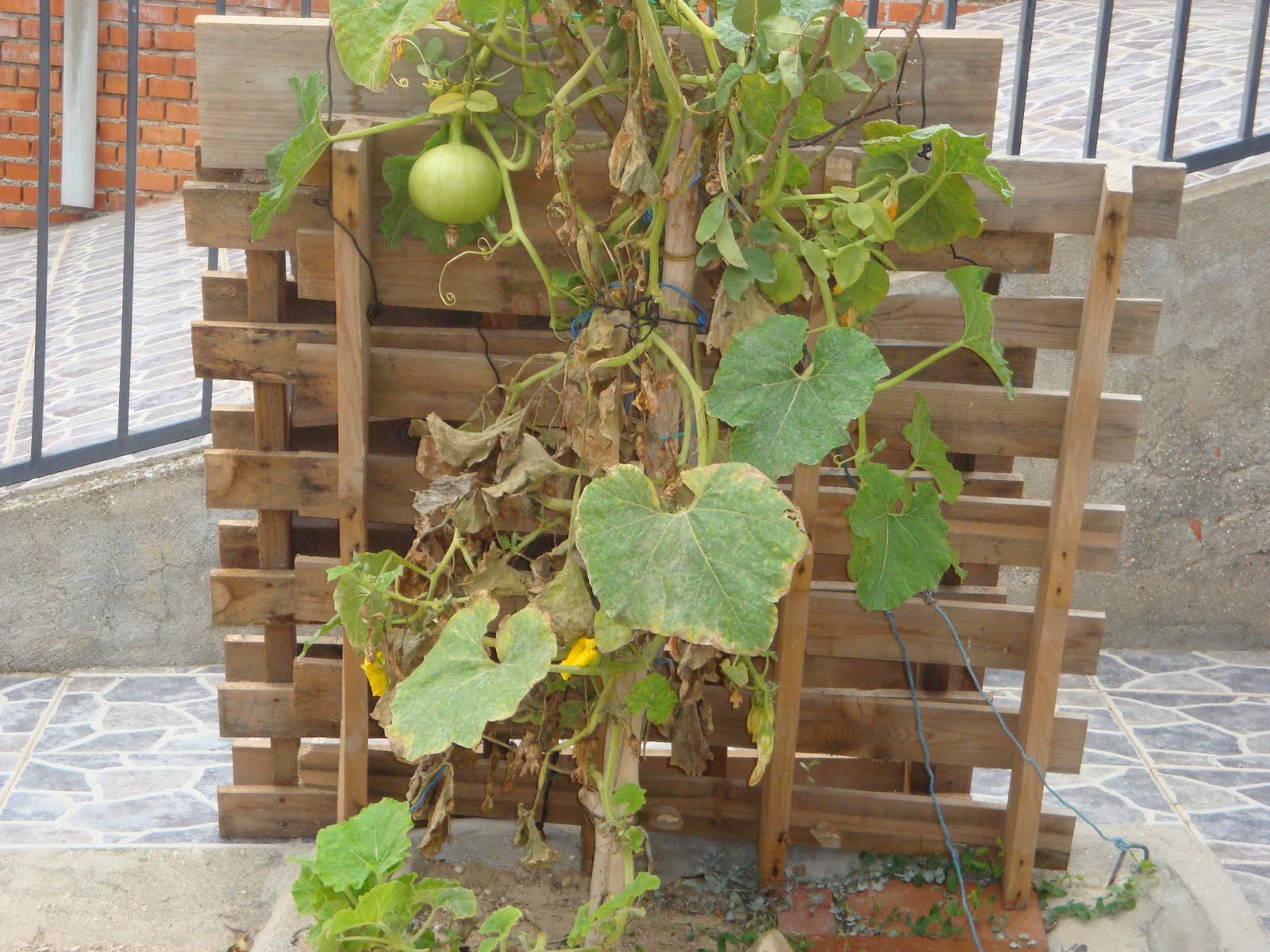 [Mi+pobre+calabaza.JPG]