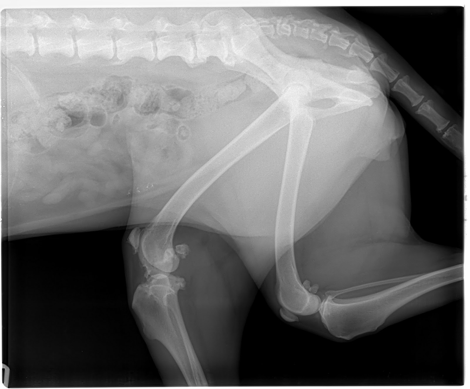 Canine X Ray