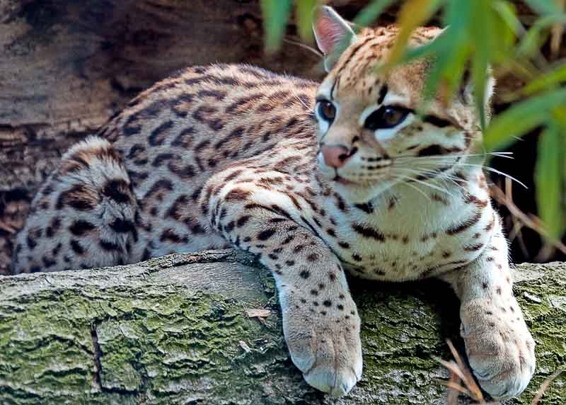 Are Ocelots Endangered